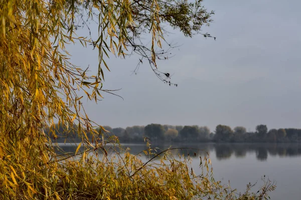 Żółty Czubek Jesienią Który Szczotkuje Jezioro Pochmurny Dzień — Zdjęcie stockowe