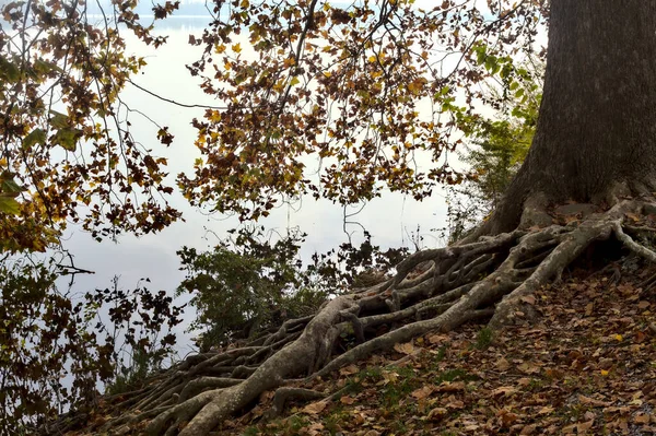 Кленові Гілки Дерев Відображення Воді — стокове фото