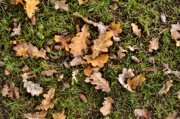 Yerde meşe yaprağı ve meşe palamudu var.