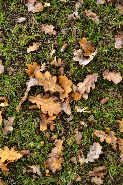 Yerde meşe yaprağı ve meşe palamudu var.