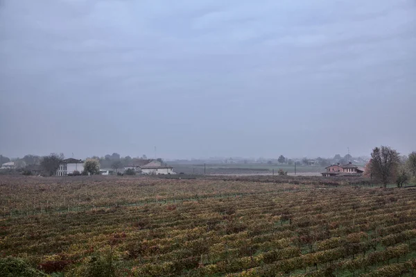 Sonbaharda bulutlu bir günde yukarıdan görünen üzüm bağları.