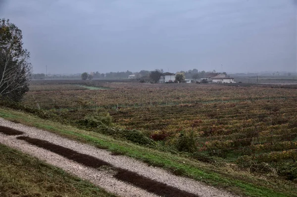 Sonbaharda bulutlu bir günde yukarıdan görünen üzüm bağları.