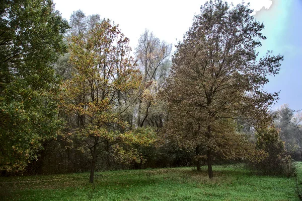秋の田舎の森 — ストック写真