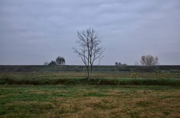 Голые Деревья Сельской Местности Осенью Пасмурный День — стоковое фото