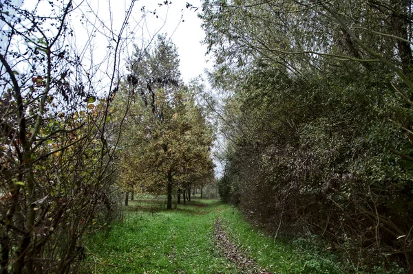 Ein Hain Auf Dem Land Herbst — Stockfoto