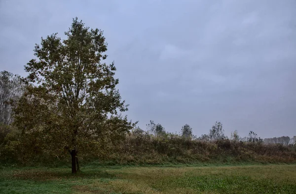 Bäume Rande Eines Kahlen Feldes Herbst Einem Bewölkten Tag — Stockfoto