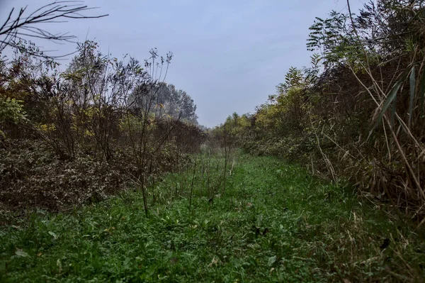 Sonbaharda Çalılarla Çevrili Çimen Yolu — Stok fotoğraf