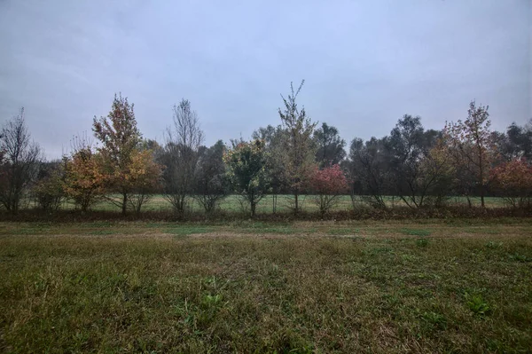 Hohe Büsche Herbst Rande Eines Feldes Landkreis — Stockfoto