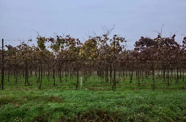 Penutup Kebun Anggur Musim Gugur Pada Hari Yang Mendung — Stok Foto