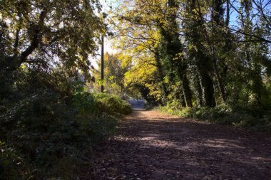 Sonbaharda kırsalda bir korulukta yol