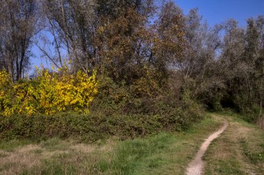 Sonbaharda kırsalda bir koruluğun kenarında küçük bir patika.