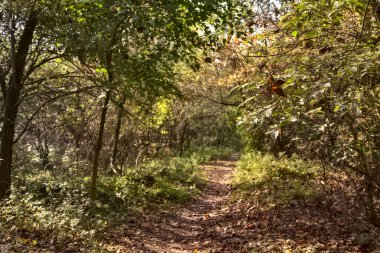 Sonbaharda kırsalda bir parkta patika