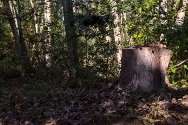Sonbaharda bir parkta ağaçların yanında ağaç kütüğü