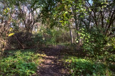 Sonbaharda kırsalda bir parkta patika