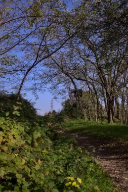 Ağaçların çerçevelediği bir elektrik direği.