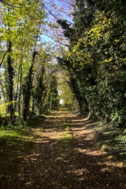 Sonbaharda kırsalda bir parkta patika
