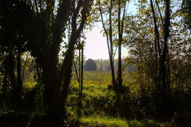 Sonbaharda ağaçların arasından görünen tarla