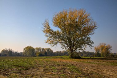 Kırsalda sonbaharda bir tarlada ağaç