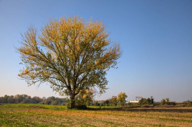 Kırsalda sonbaharda bir tarlada ağaç