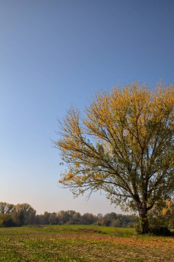 Kırsalda sonbaharda bir tarlada ağaç