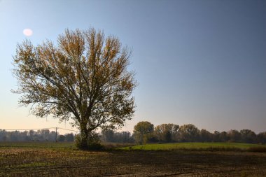 Kırsalda sonbaharda bir tarlada ağaç