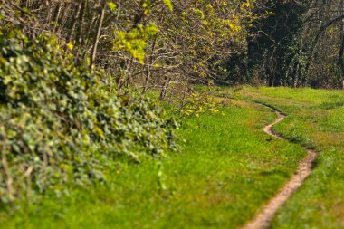 Sonbaharda kırsalda bir koruluğun kenarında küçük bir patika.