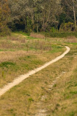 Sonbaharda kırsalda bir koruluğun kenarında küçük bir patika.