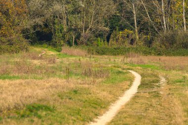 Sonbaharda kırsalda bir koruluğun kenarında küçük bir patika.