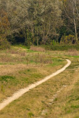 Sonbaharda kırsalda bir koruluğun kenarında küçük bir patika.