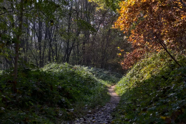 秋天乡村公园里的小路 — 图库照片