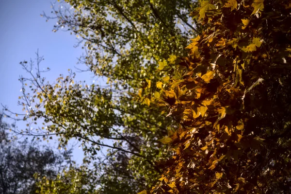 Клен Уходит Ветку Осенью — стоковое фото