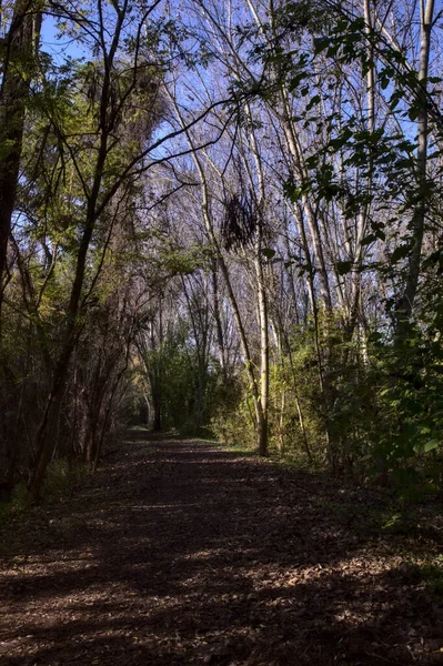 Gravel Road Park Autumn — Stock Photo, Image