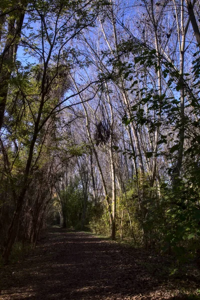 秋の公園内の砂利道 — ストック写真