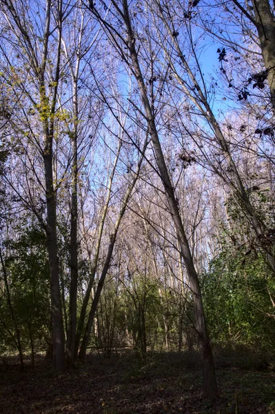 Bare Trees Park Autumn — Stock Photo, Image