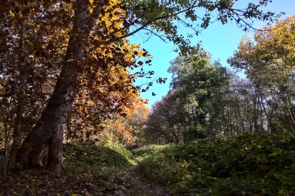 Chemin Dans Parc Campagne Automne — Photo