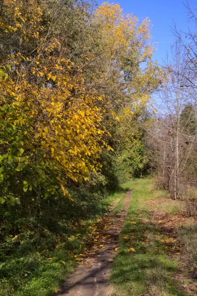 Weg Einem Park Auf Dem Land Herbst — Stockfoto