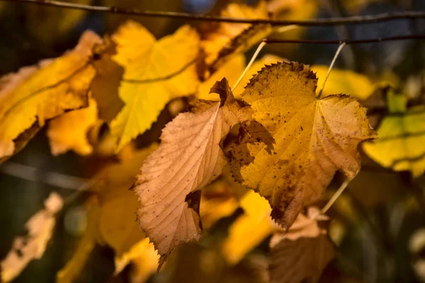 Yellow Linden Leaves Branch — Stock Photo, Image