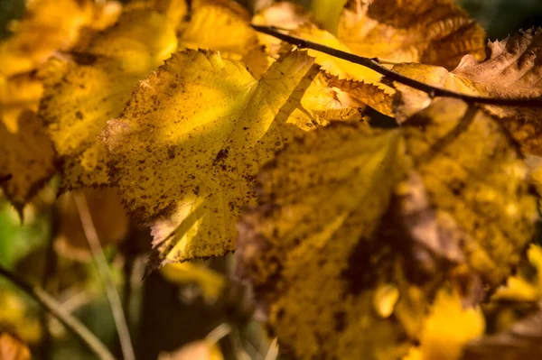 Желтая Липа Ветке — стоковое фото