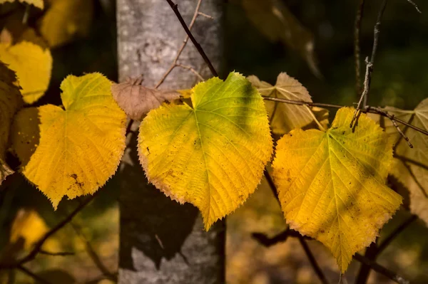 Yellow linden leaves on a branch