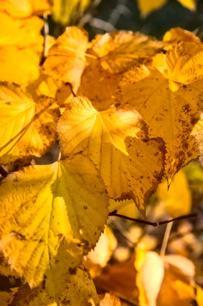 Yellow Linden Leaves Branch — Stock Photo, Image