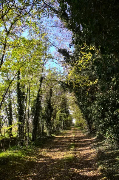 Sonbaharda Kırsalda Bir Parkta Patika — Stok fotoğraf