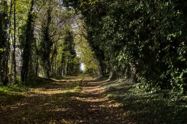 Percorso Parco Immerso Nel Verde Autunno — Foto Stock