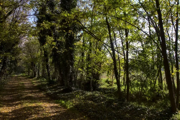 가을에 시골에 공원의 — 스톡 사진