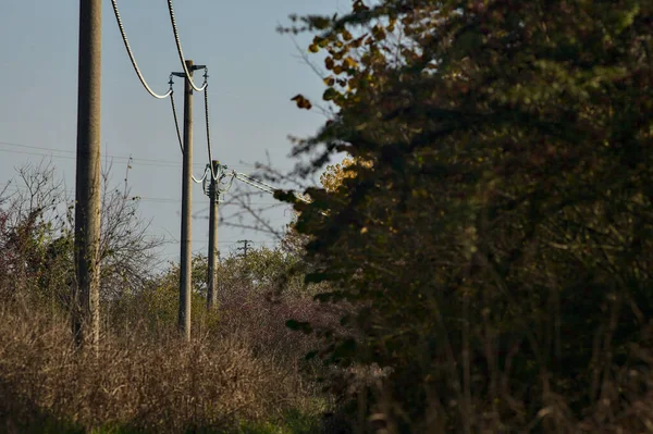 Kırsal kesimdeki bir korulukta elektrik direkleri