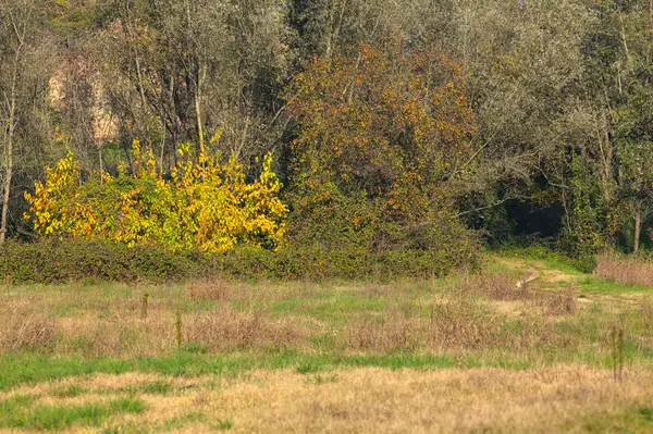 Piccolo Sentiero Margini Boschetto Campagna Autunno — Foto Stock