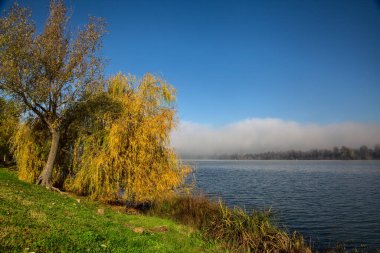 Uzakta sisli bir gölün kıyısında sonbaharda ağlayan söğüt.