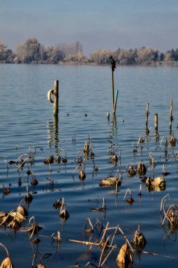 Sonbaharda gölde bir direkte oturan karabatak.