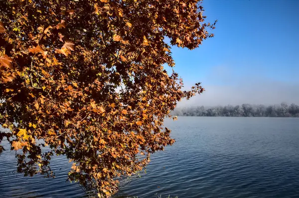 Клен Осенью Берега Озера — стоковое фото