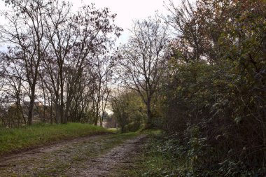 Sonbaharda kırsalda bir parkta çamurlu bir patika