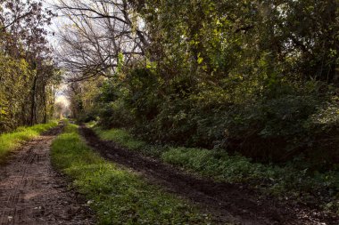 Sonbaharda kırsalda bir parkta çamurlu bir patika